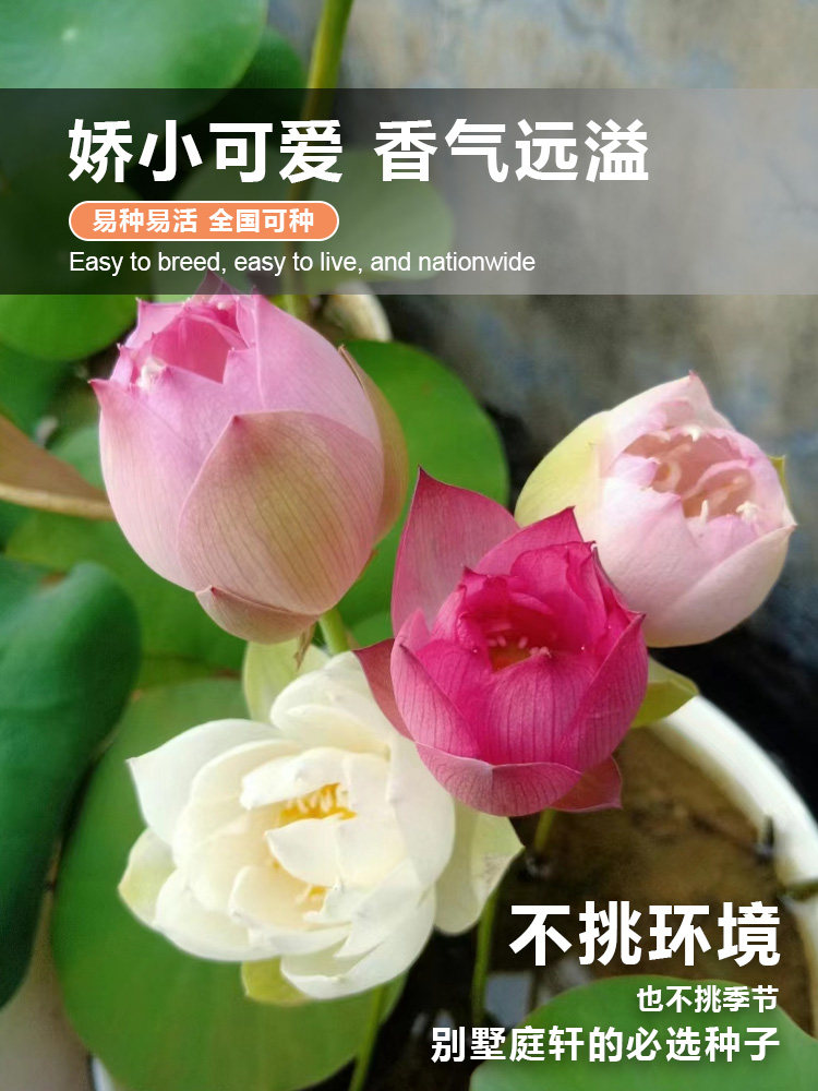 Semi Di Ninfee Biologiche - 5 Pezzi Per Laghetto, Acquario O Giardino - Piante Acquatiche Resistente - Foto 2