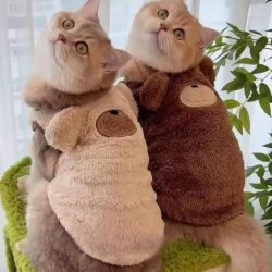 Thickened warm puppet cute kitten gold gradient embroidery Thickened warm puppet cute kitten gold gradient embroidery