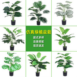 Desktop Bonsai Living Room Decoration Floor-Standing Plastic Artificial Flower Arrangement Real Plant Small Turtle Back Plant Real Green Plant Small Potted Plant Desktop Bonsai Living Room Decoration Floor-Standing Plastic Artificial Flower Arrangement Real Plant Small Turtle Back Plant Real Green Plant Small Potted Plant