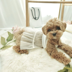 Cat Pet Bichon Maltese Small Dog Skirt Cat Pet Bichon Maltese Small Dog Skirt