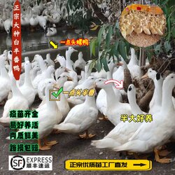 Half-muscovy duck, snail duck, white half-muscovy duck Half-muscovy duck, snail duck, white half-muscovy duck