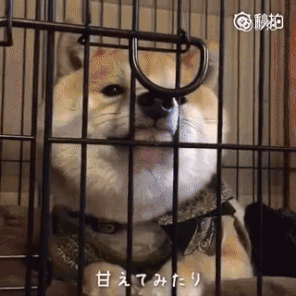 (柴犬狗狗)