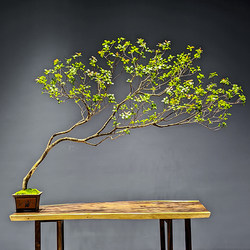 High-Quality Island Spring Flower Artificial Green Plant Indoor Decoration Landscaping Floor-Standing Ornament Simple Plant Chinese Tea Room Landscape High-Quality Island Spring Flower Artificial Green Plant Indoor Decoration Landscaping Floor-Standing Ornament Simple Plant Chinese Tea Room Landscape
