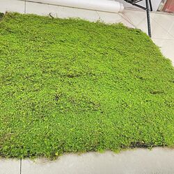 New simulated coconut silk turf moss window display autumn and winter landscaping plant background wall thickened yellow artificial floor carpet New simulated coconut silk turf moss window display autumn and winter landscaping plant background wall thickened yellow artificial floor carpet