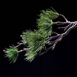 Chinese-Style Artificial Black Pine Needles Fake Vase Green Plant Living Room Zen Indoor Bonsai Rockery Decorative Ornaments Chinese-Style Artificial Black Pine Needles Fake Vase Green Plant Living Room Zen Indoor Bonsai Rockery Decorative Ornaments