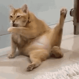 油腻腻的中年橘猫,姿势迷醉,太可爱了!