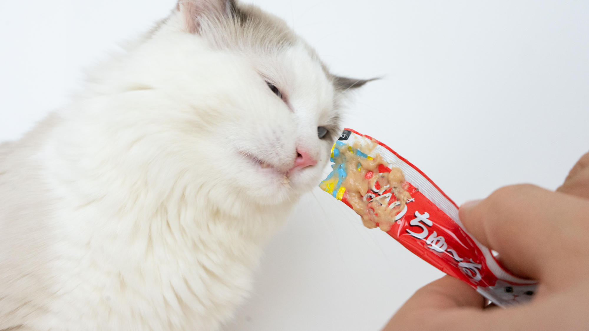 手绘可爱猫咪喝奶茶胶带贴纸表情包模板免费下载_psd格式_3072像素_编号44373965-千图网