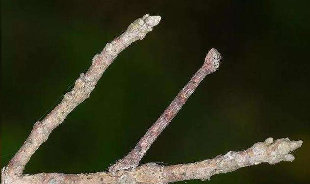 尺蠖幼虫的食量很大,所以在发现叶片被啃食时就要仔细寻找,及时消灭.