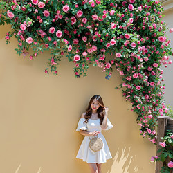 Fake Flower Vines, Artificial Roses, Popular on Social Media, Background Wall for Photo Shoots, Fake Flowers for Guesthouses, Courtyard, Balcony, Flower Wall Decorations Fake Flower Vines, Artificial Roses, Popular on Social Media, Background Wall for Photo Shoots, Fake Flowers for Guesthouses, Courtyard, Balcony, Flower Wall Decorations
