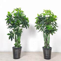 Simulated money tree large artificial fake green plant indoor window decoration landscaping fake plant landscape artificial phlox tree Simulated money tree large artificial fake green plant indoor window decoration landscaping fake plant landscape artificial phlox tree