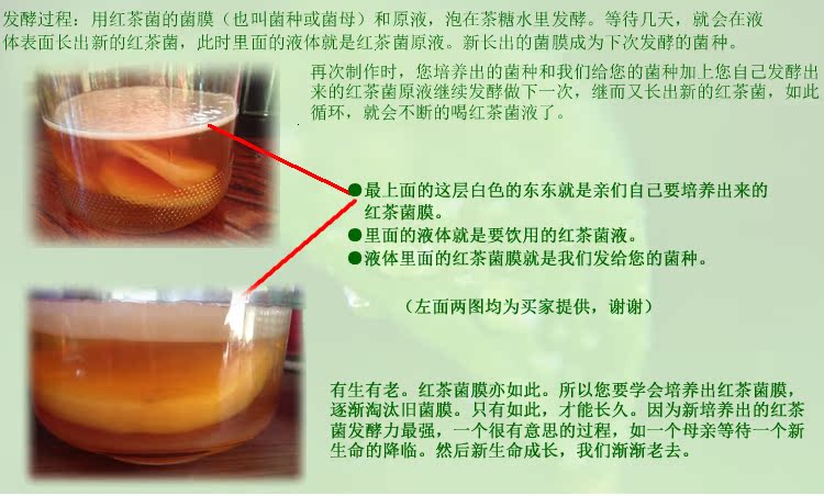 [包邮]红茶菌菌种母菌胃宝海宝醋蛾子 传统正宗 包邮