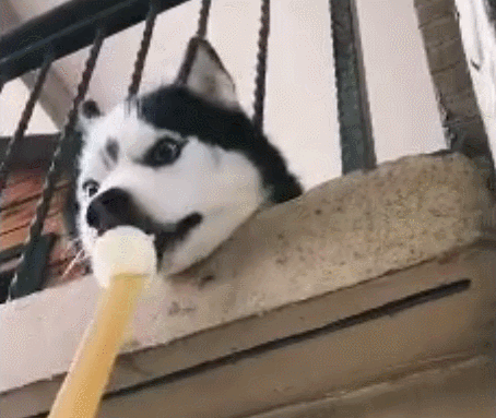 楼上二哈太吵,邻居将它喂成猪再也跳不动