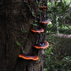 Garden Layout Artificial Ganoderma Garden Decorations Outdoor Balcony Villa Mushroom Tree Hanging Resin Crafts Garden Layout Artificial Ganoderma Garden Decorations Outdoor Balcony Villa Mushroom Tree Hanging Resin Crafts