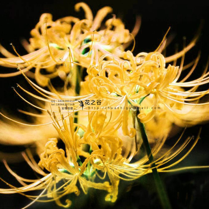 【0.84元】彼岸花 石蒜 曼珠沙华 套餐盆栽花卉 可水培 盆栽花卉