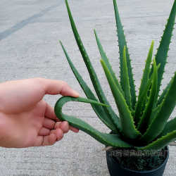 Succulent aloe vera pot supply tree plant fake green green leaves small artificial living room pvc simulation multi-office Succulent aloe vera pot supply tree plant fake green green leaves small artificial living room pvc simulation multi-office