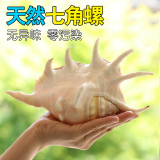Hexagon and hexagon conch, natural shell, conch, creative gift, Mediterranean style, fish and grass jar