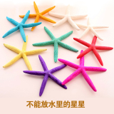 Natural conch shell, five finger overlord, starfish specimen, Mediterranean style wedding props, platform decorations