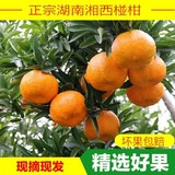 Xiangxi Ponkan orange, fresh tangerine, orange fruit, parcel post, bumped orange, orange, orange, 10 jin, whole box of sugar orange in the current season