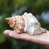 Red spiral natural shell, conch, succulent flowerpot, creative ornament, individual micro landscape, potted ornament