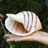 Qinluo natural conch, conch, succulent flowerpot, creative ornament, personalized micro landscape, potted ornament