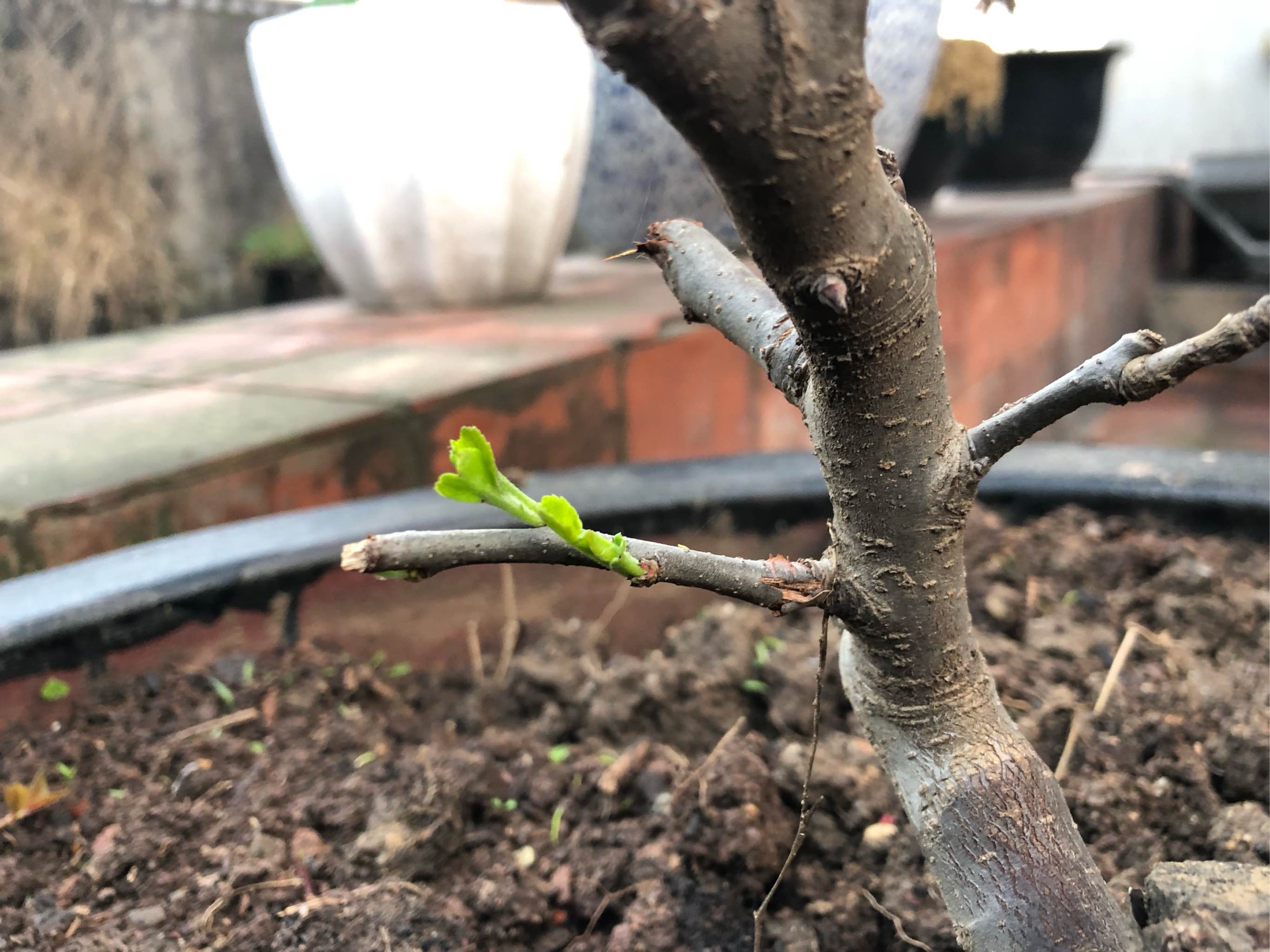 苹果树果苗盆栽矮化果树地栽水果苗南方北方阳台四季种植当年结果