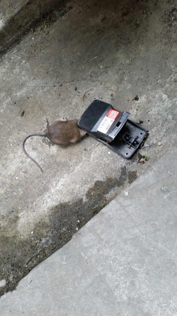 老鼠夹捕鼠器家用老鼠笼子灭杀抓捕老鼠神器克星捕鼠一窝端全自动