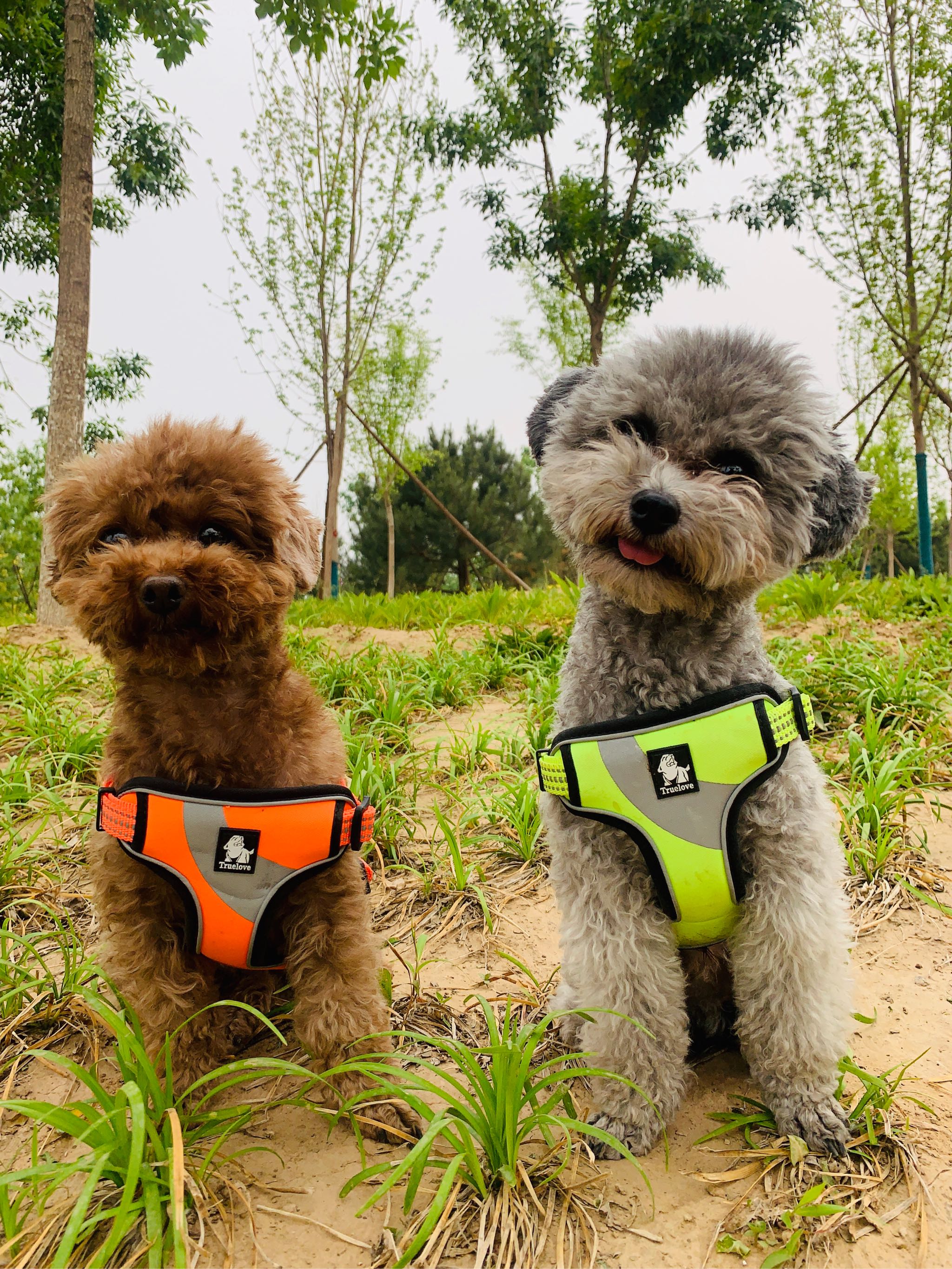truelove狗狗胸背带背心式牵引绳遛狗绳子小型大狗链泰迪宠物用品