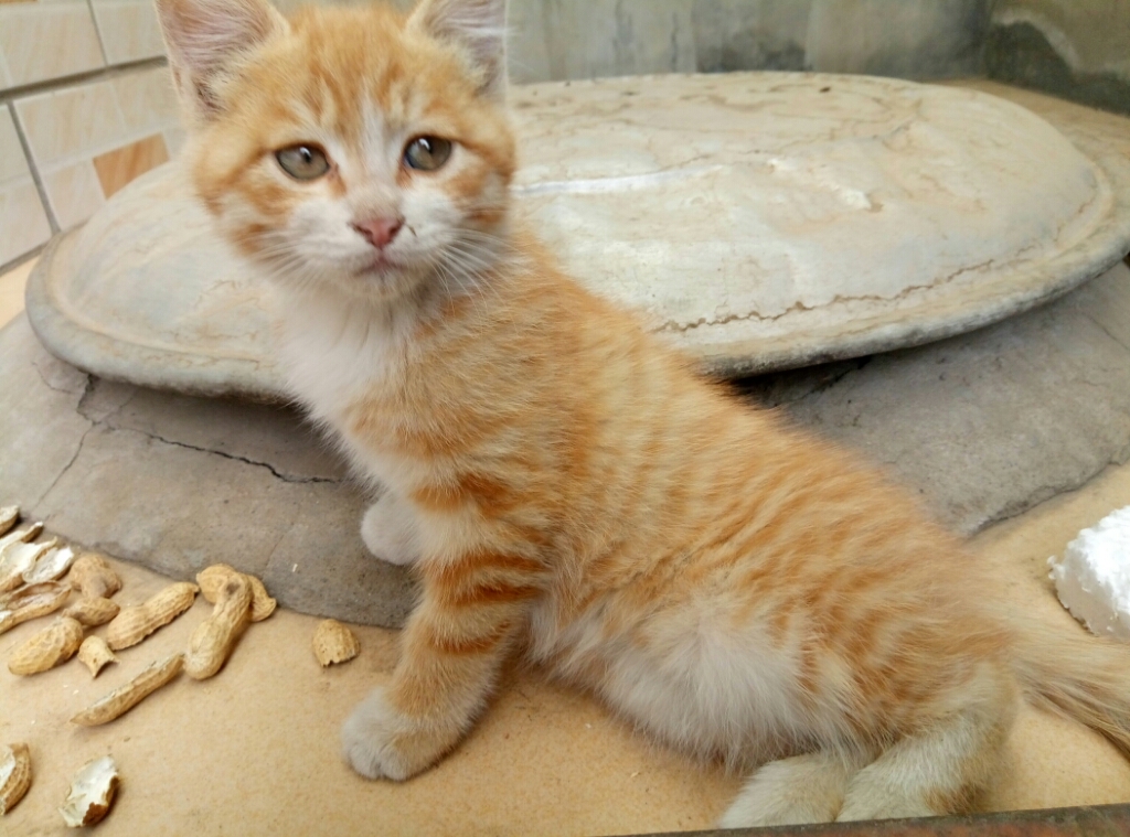 鱼籽天然猫粮宠之初成幼猫3斤狸花中华田园猫橘猫土猫