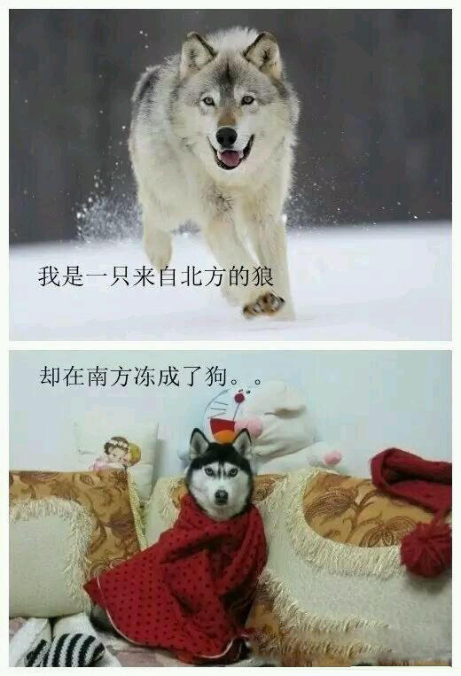 北风吹~南风啸~冻成狗儿汪汪叫【多图预警】