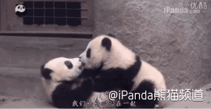 壁纸 大熊猫 动物 300_156 gif 动态图 动图