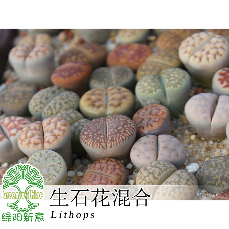 富贵玉(lithops hookeri)