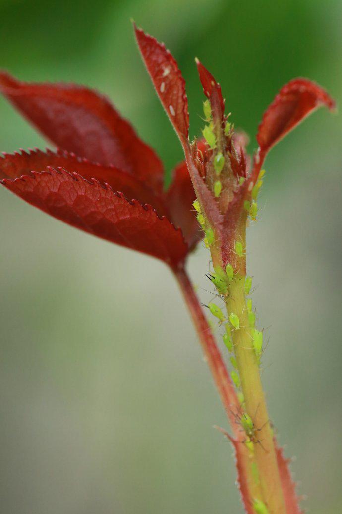 花园植物常见病虫害判断及预防治疗(上)