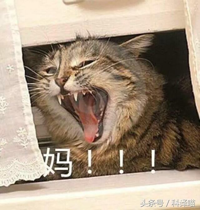 译喵