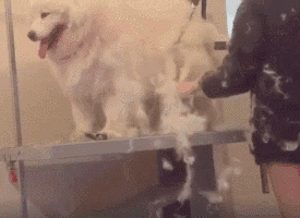 满心欢喜去宠物店洗狗子却被拒绝!