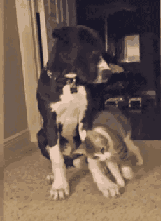 壁纸 动物 狗 狗狗 230_315 gif 动态图 动图