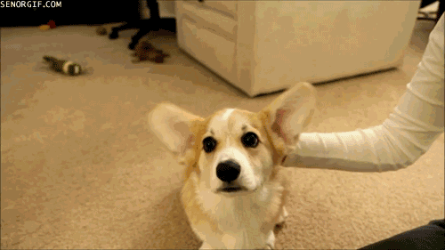 狗狗歪头仅仅是为了卖萌,还是有其它含义