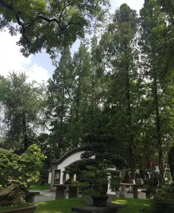 快收假了成都最巴适的小坐、喝茶