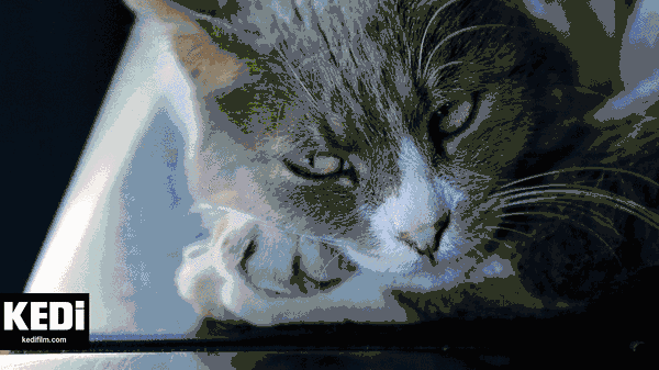 遇到我的猫之前,我是不相信缘分的