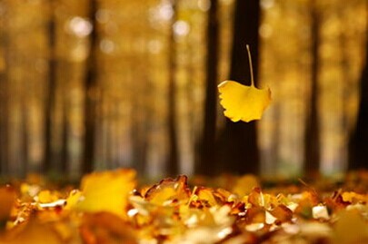 叶的离开,是树的不挽留,还是风的追求