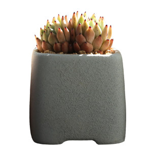 Simple multi -meat seal flower pot ceramic Korean fresh hand -painted indoor creative personality coarse pottery breathable small basin free shipping