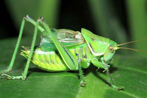 淘宝店铺  余大朗蝈蝈   进入店铺  掌柜旺旺 亡棣糖糖 所在地区 上海