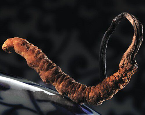 正品代购5x极草冬虫夏草