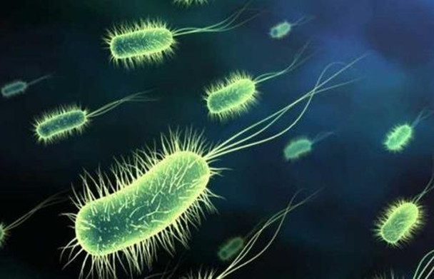 人人都需要一支"好菌队"