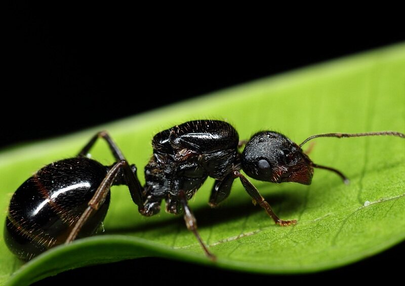【包邮】森林蚁馆2016年强壮收获蚁新后 第一批 现货 产卵中