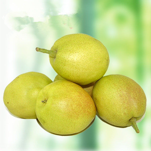 新疆特产库尔勒香梨,果皮薄,果肉白色,汁液丰富,含糖量高,带皮入