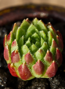 冰火芙蓉 进口多肉植物长生草多肉办公室内肉肉盆栽防辐射花陌派