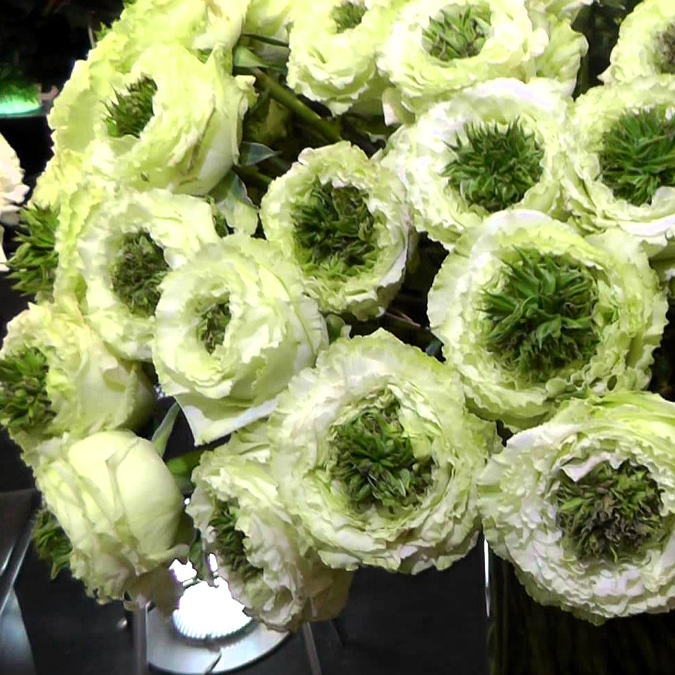 h03绿眼睛 青莲居荷兰月季苗盆栽1加仑 变态的花型 超长花期花卉