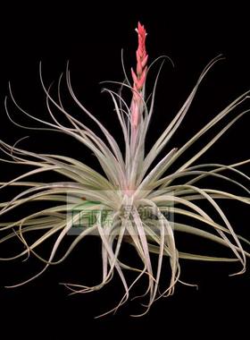 【淩晨晓花园】日本进口 重瓣 新品绣球花 薇薇安