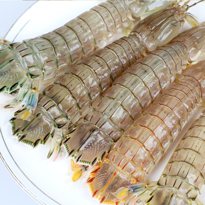 虾虎海鲜水产品鲜活虾姑新鲜皮皮虾琵琶虾虾爬子爬虾 艾特食品