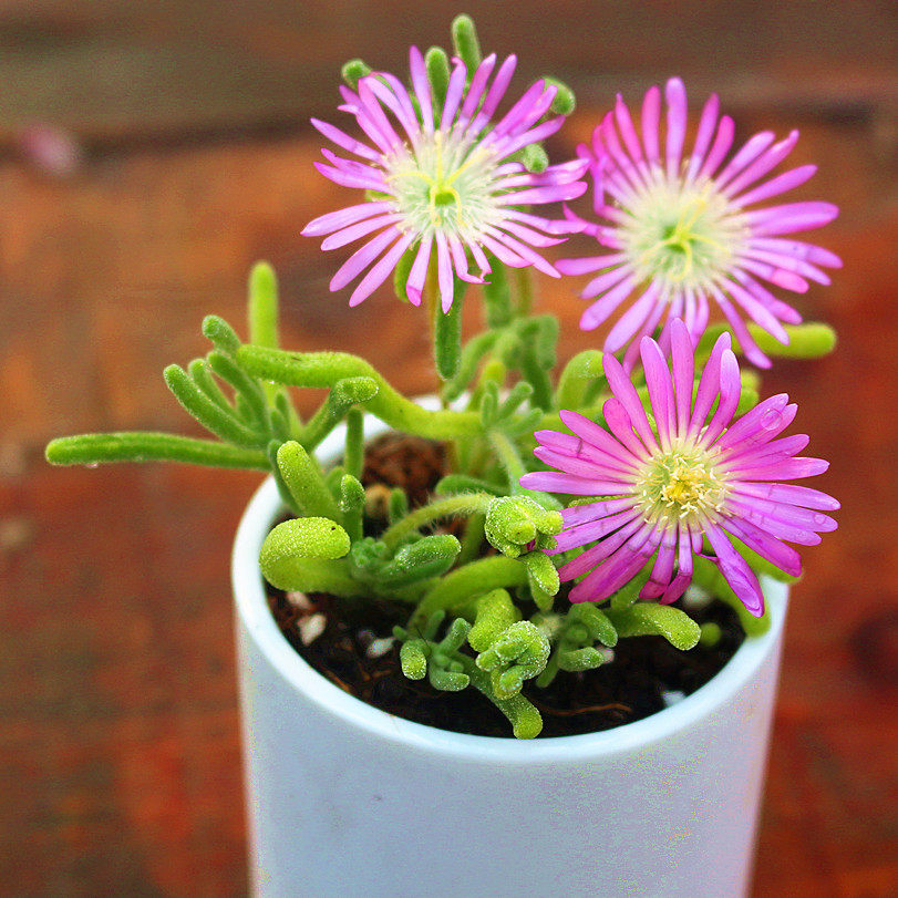 多肉植物【碧光环】枝干番杏桌面植物绿植花卉防辐射办公室小兔子